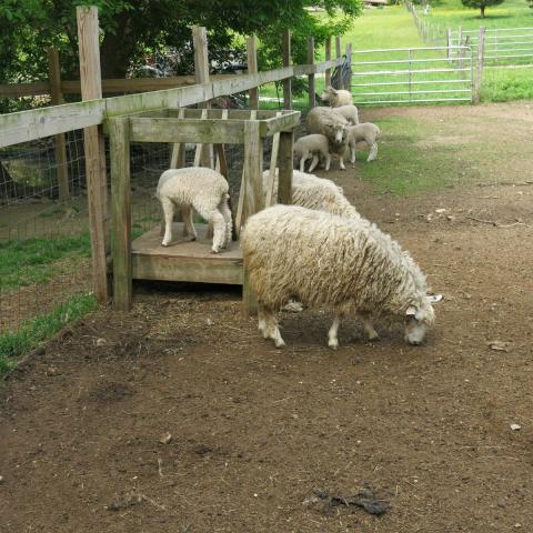 farm, farmhouse, stable, barn, 