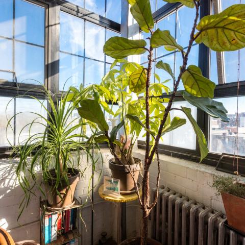 bohemian, funky, eclectic, rooftop, 