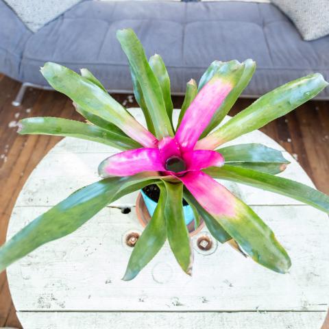 bohemian, funky, eclectic, rooftop, 