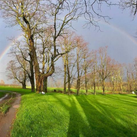 victorian, traditional, white, garden, 