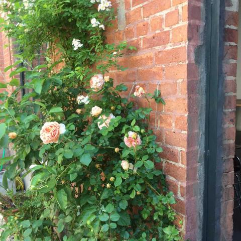 industrial, light, concrete, garden, textured walls, 