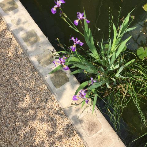 industrial, light, concrete, garden, textured walls, 