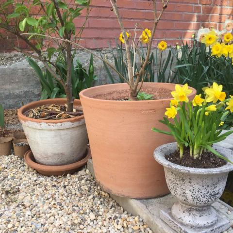 industrial, light, concrete, garden, textured walls, 