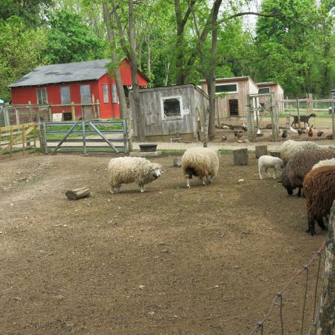 farm, farmhouse, stable, barn, 