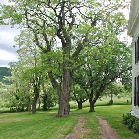 victorian, traditional, white, garden, 