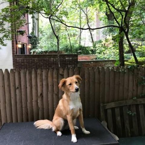 townhouse, traditional, library, 