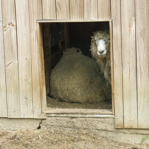 farm, farmhouse, stable, barn, 