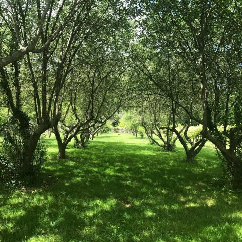 traditional, garden, beach, lawn, 