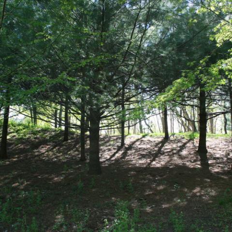 suburban, pool, garden, 