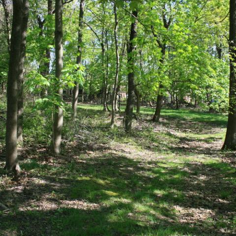 suburban, pool, garden, 