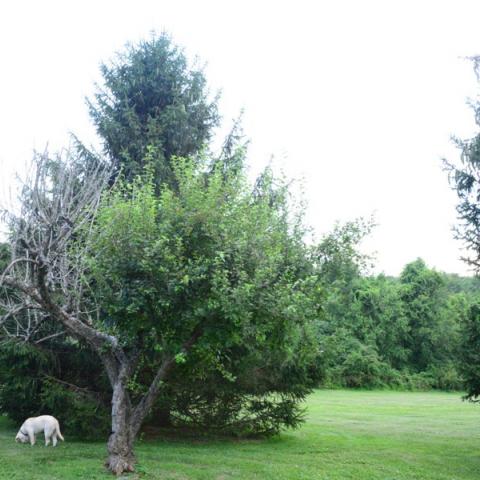 farm, farmhouse, barn, pool, field, fireplace, traditional, deck, patio, 