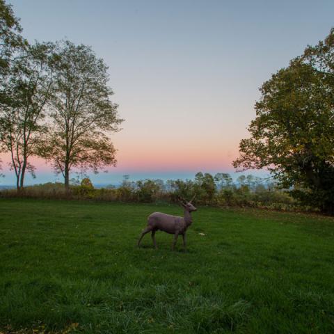 victorian, traditional, white, garden, 