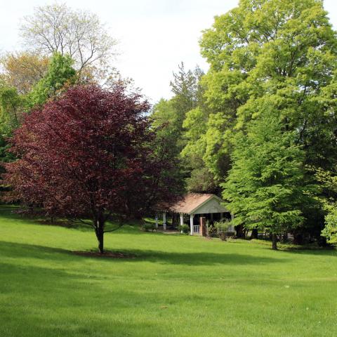 suburban, pool, garden, 