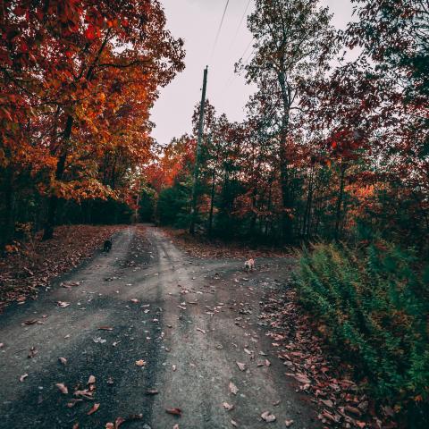 cabin, barn, lake, water, rural, country, wooded, deck, 