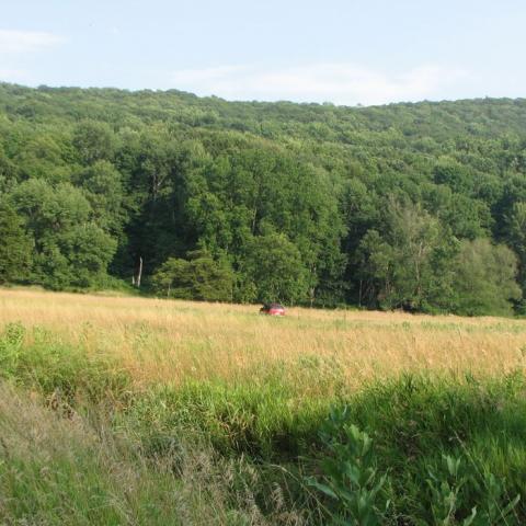 country, farm, horse, rustic, field, barn, 