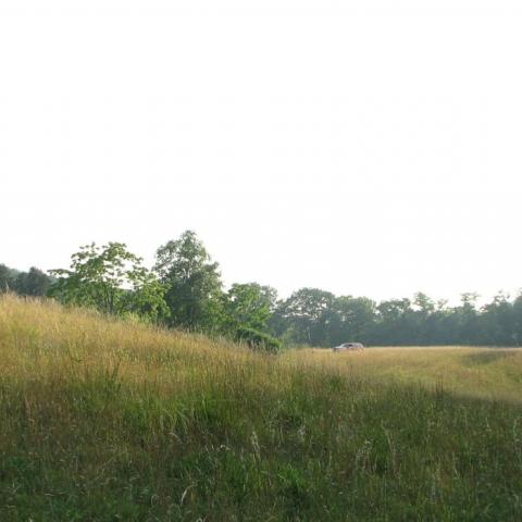 country, farm, horse, rustic, field, barn, 