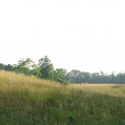 country, farm, horse, rustic, field, barn, 