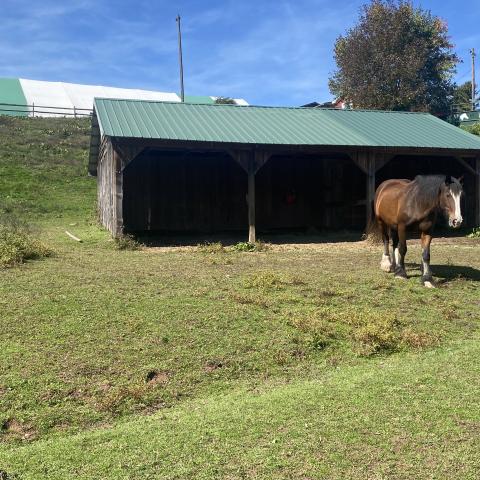 horse, farm, barn, stable, rural, field, lake, 