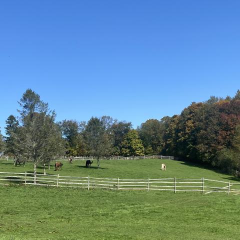 horse, farm, barn, stable, rural, field, lake, 