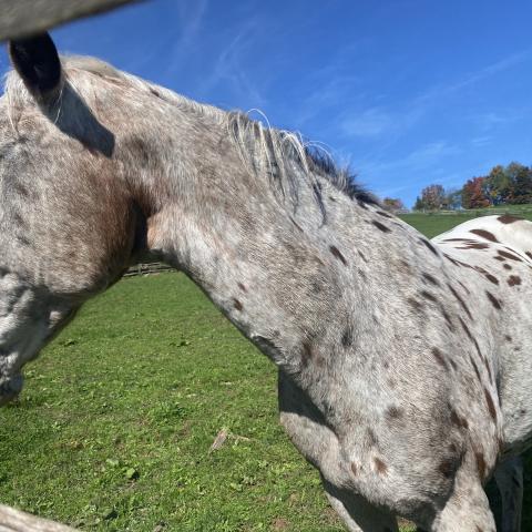 horse, farm, barn, stable, rural, field, lake, 