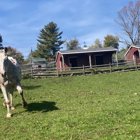 horse, farm, barn, stable, rural, field, lake, 