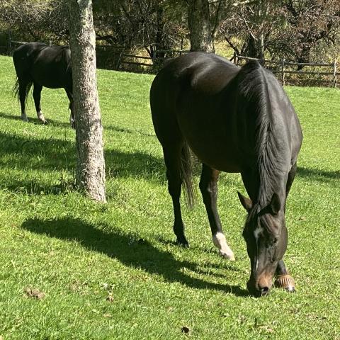 horse, farm, barn, stable, rural, field, lake, 