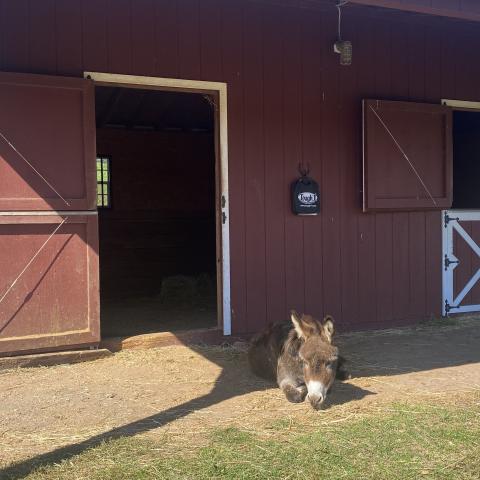 horse, farm, barn, stable, rural, field, lake, 