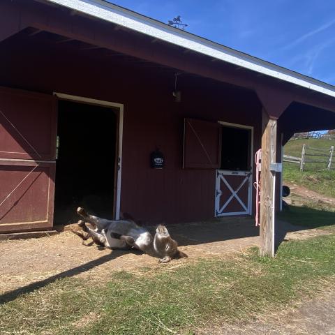 horse, farm, barn, stable, rural, field, lake, 