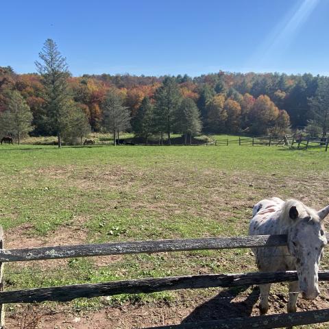 horse, farm, barn, stable, rural, field, lake, 