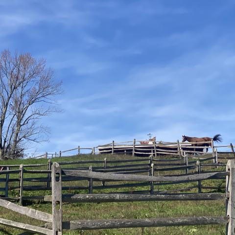 horse, farm, barn, stable, rural, field, lake, 