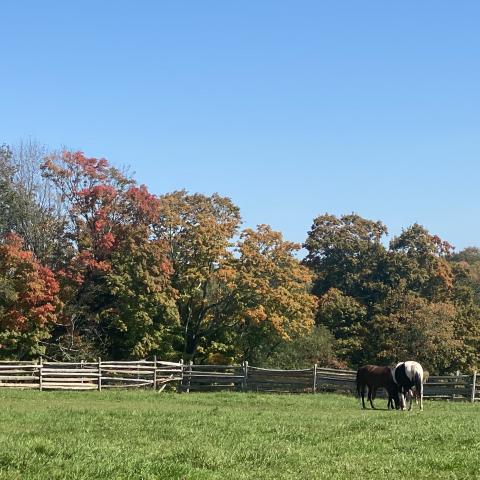 horse, farm, barn, stable, rural, field, lake, 