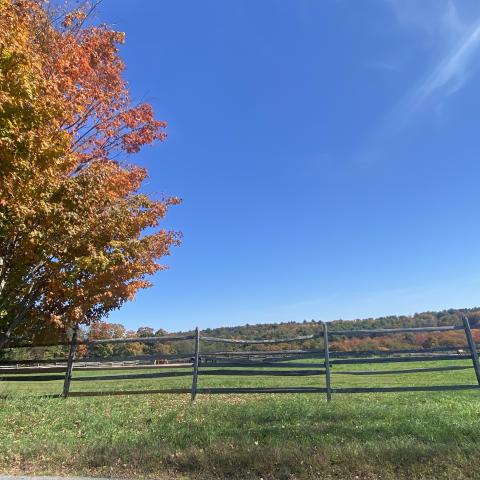 horse, farm, barn, stable, rural, field, lake, 