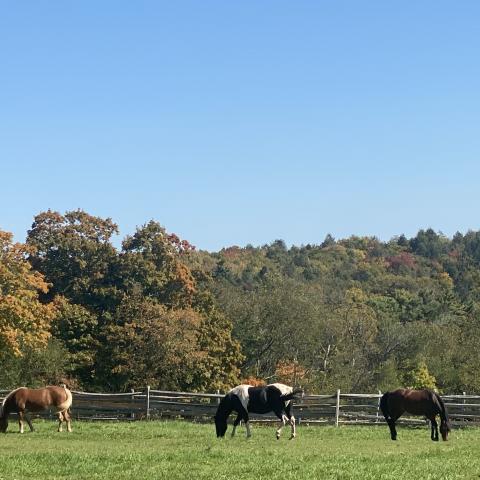 horse, farm, barn, stable, rural, field, lake, 