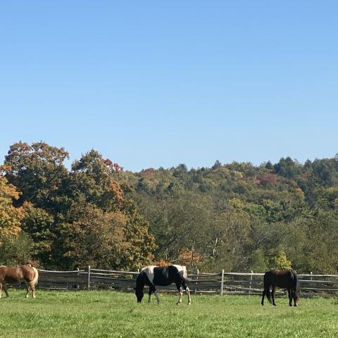 horse, farm, barn, stable, rural, field, lake, 