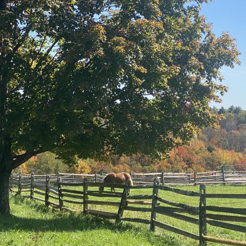 horse, farm, barn, stable, rural, field, lake, 