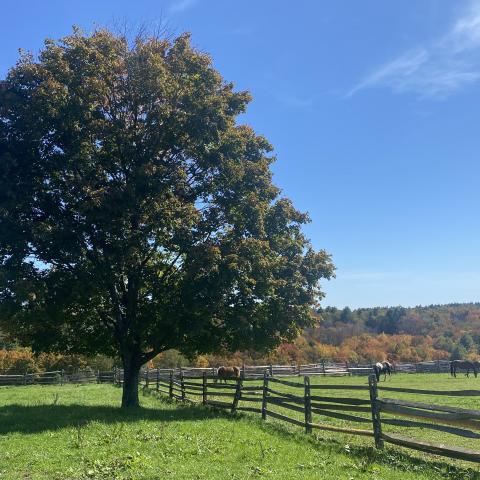 horse, farm, barn, stable, rural, field, lake, 