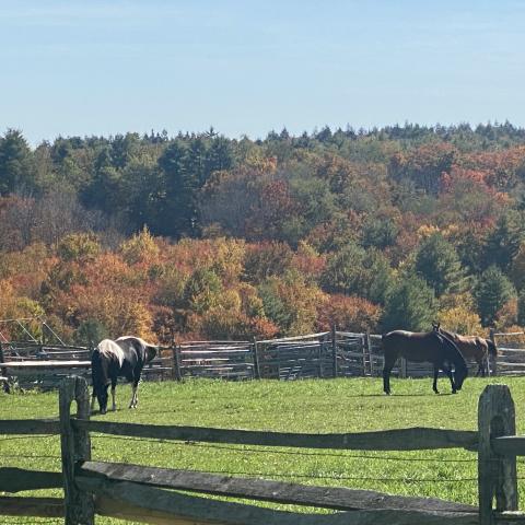 horse, farm, barn, stable, rural, field, lake, 