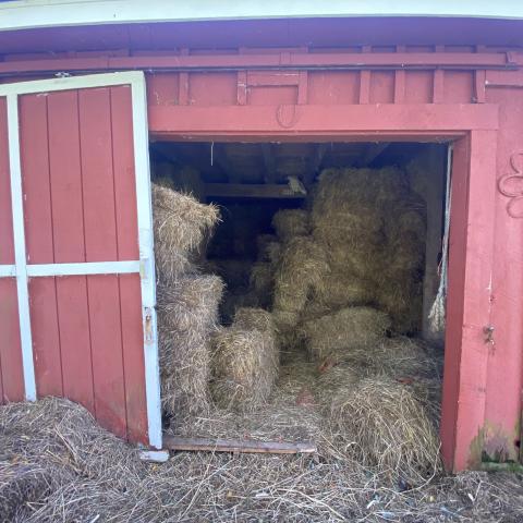 horse, farm, barn, stable, rural, field, lake, 