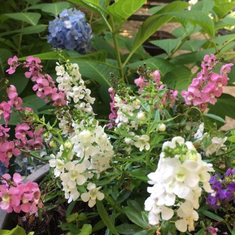 brownstone, townhouse, contemporary, modern, white, light, bathroom, kitchen, 