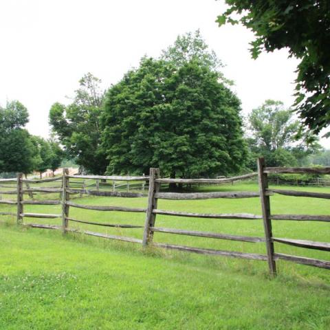 country, farm, horse, rustic, field, barn, 