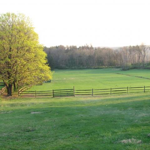 country, farm, horse, rustic, field, barn, 