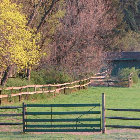 country, farm, horse, rustic, field, barn, 