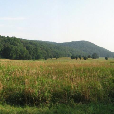 country, farm, horse, rustic, field, barn, 