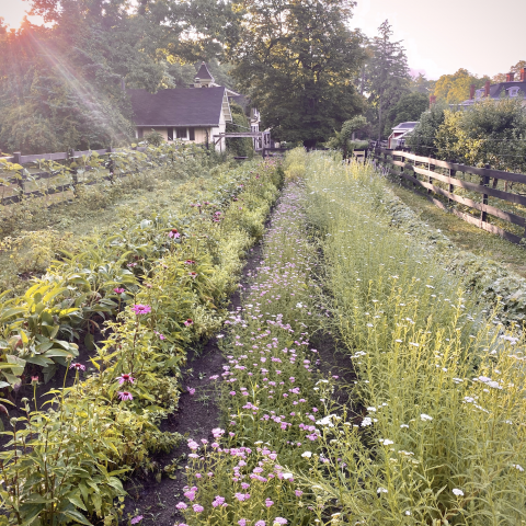 farm, greenhouse, field, rural, country, kitchen, 