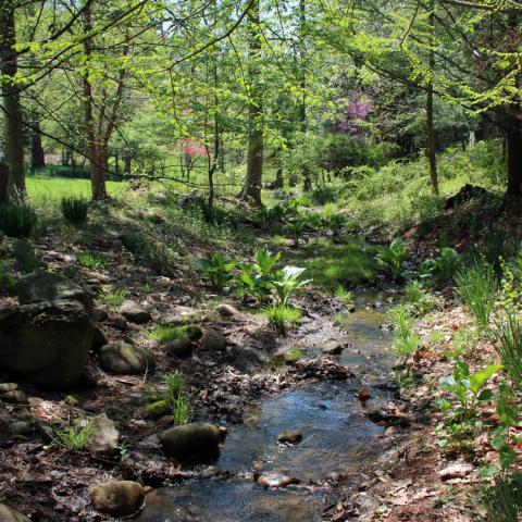 suburban, pool, garden, 