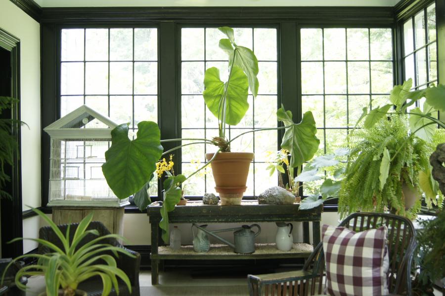 suburban, sunroom, garden, 