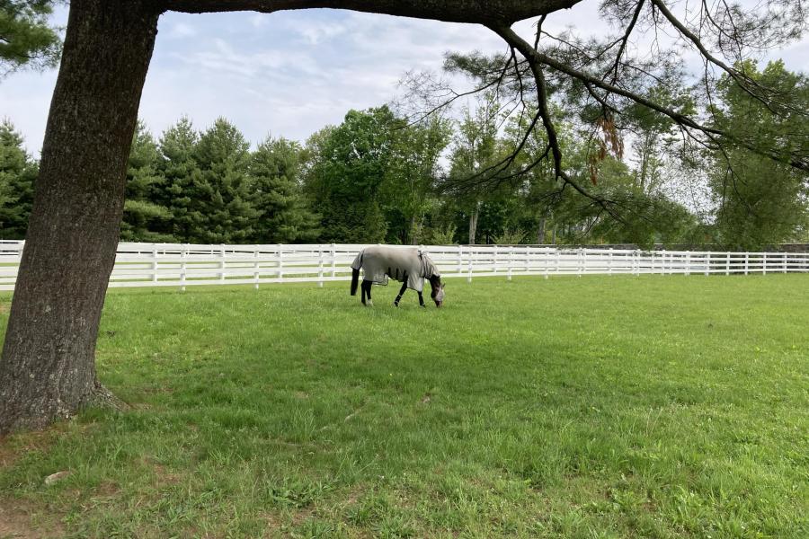 farm, stable, horse, pool, shingled, deck, kitchen, upscale, 