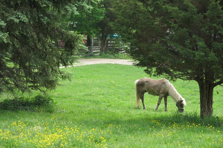 farm, farmhouse, stable, barn, 