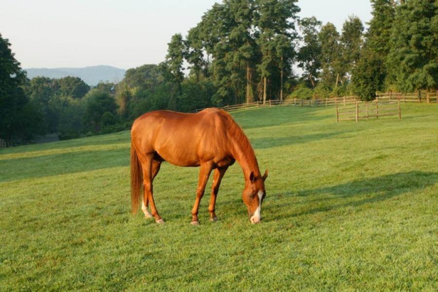 farm, field, barn, 