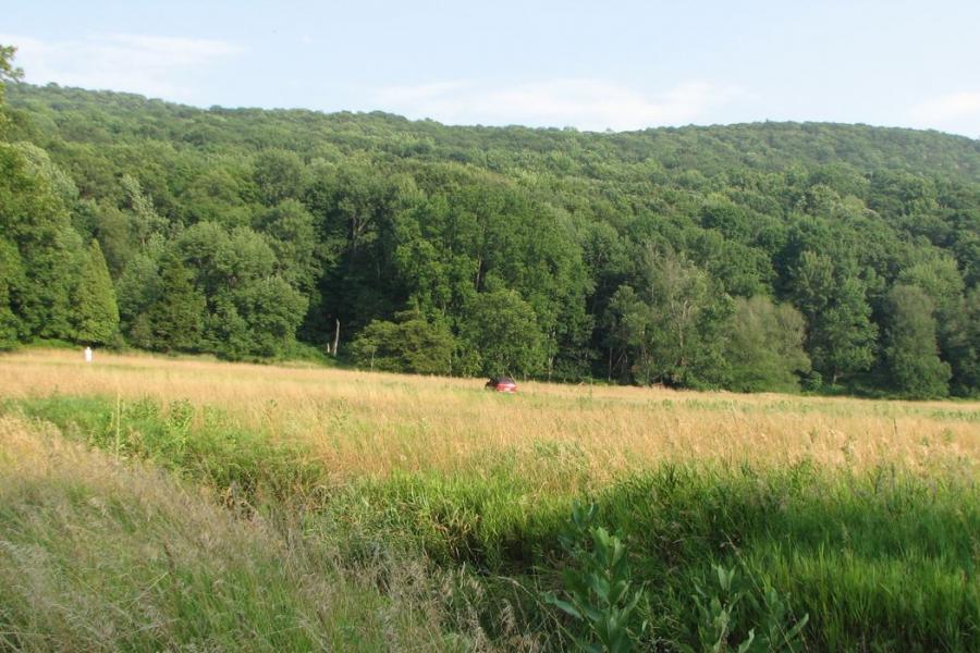 country, farm, horse, rustic, field, barn, 